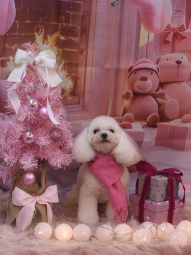 20241220シェリーちゃん